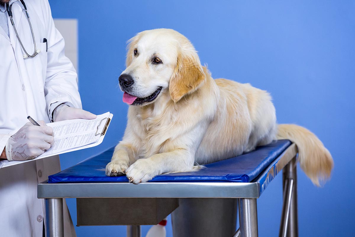 ветеринарный хирург сток. клещи пироплазмоз у собак. клиническое исследование животных. офтальмология животных. терапия животных.